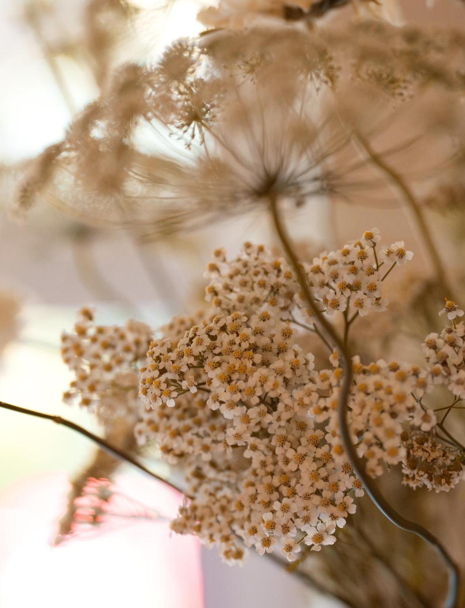 Leighton House - Boutique Guesthouse Bath Exterior photo Dried chamomile flowers